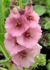 Verbascum 'Pink Pixie'